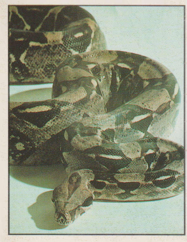 PANINI ANIMALS OF THE WORLD STICKER #60