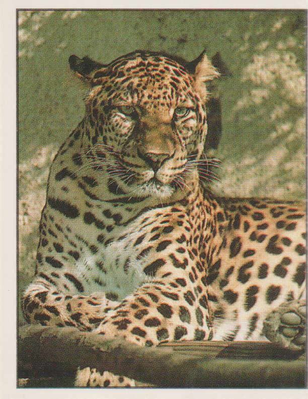 PANINI ANIMALS OF THE WORLD STICKER #61