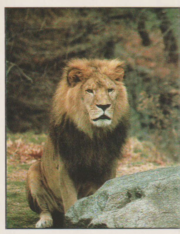 PANINI ANIMALS OF THE WORLD STICKER #62