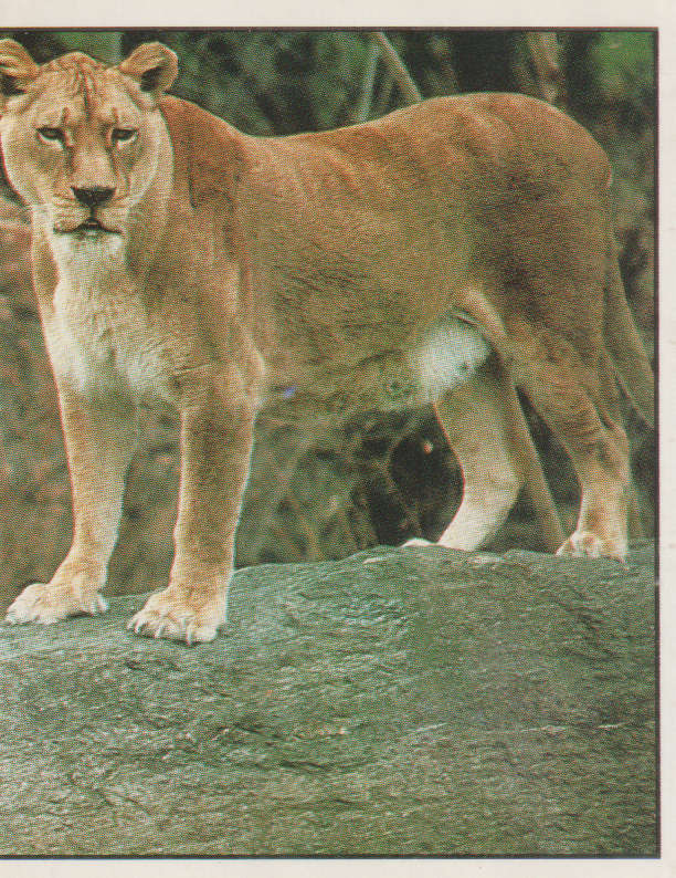 PANINI ANIMALS OF THE WORLD STICKER #63