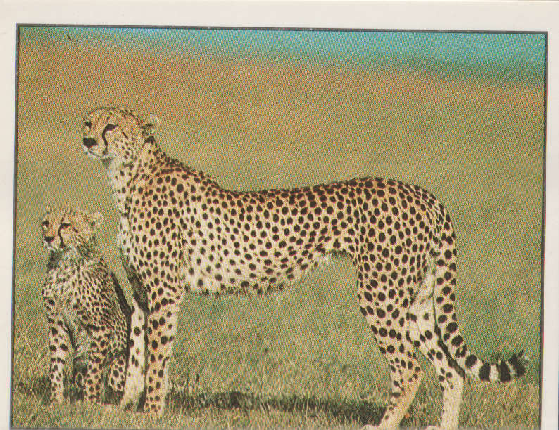 PANINI ANIMALS OF THE WORLD STICKER #64