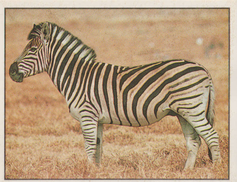 PANINI ANIMALS OF THE WORLD STICKER #65