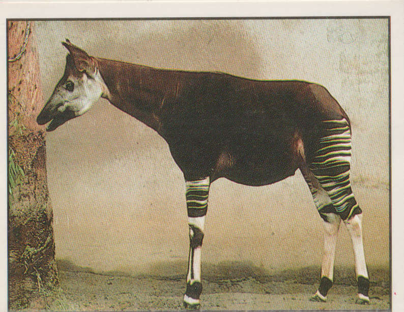 PANINI ANIMALS OF THE WORLD STICKER #66
