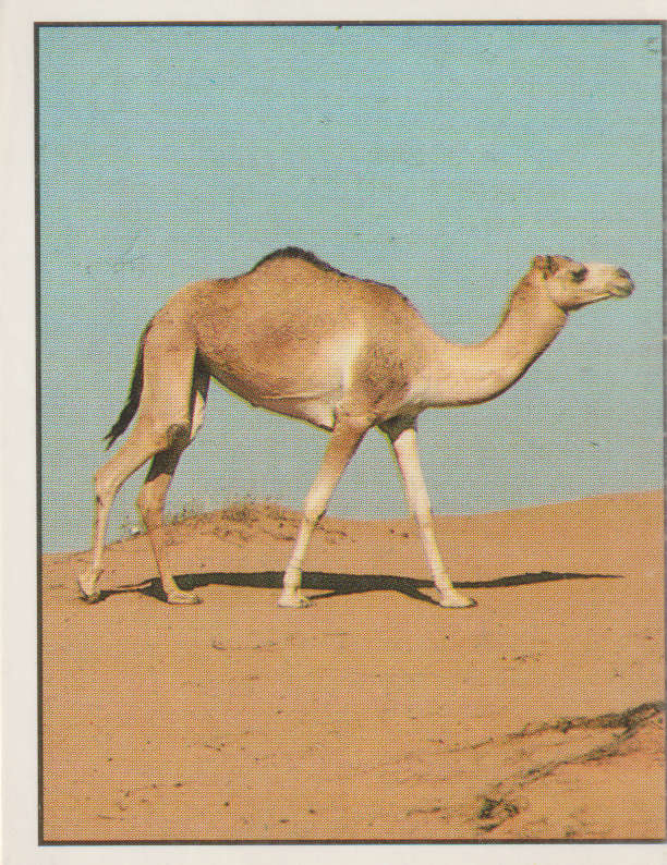 PANINI ANIMALS OF THE WORLD STICKER #68