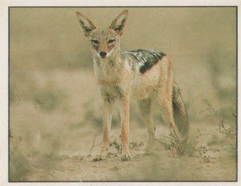 PANINI ANIMALS OF THE WORLD STICKER #69