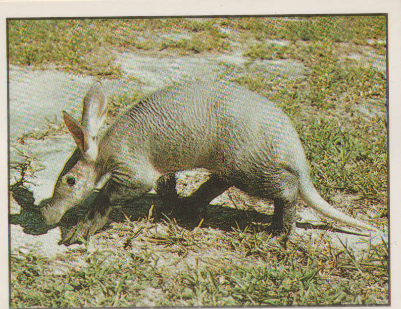 PANINI ANIMALS OF THE WORLD STICKER #71