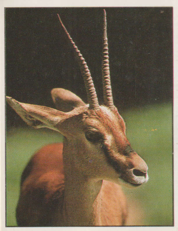 PANINI ANIMALS OF THE WORLD STICKER #72