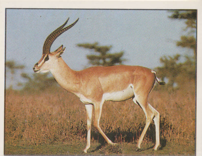 PANINI ANIMALS OF THE WORLD STICKER #73