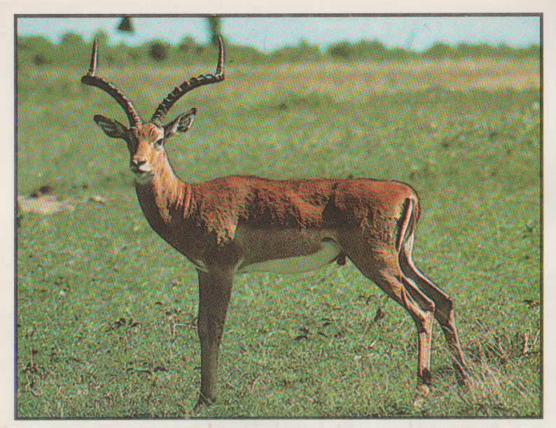 PANINI ANIMALS OF THE WORLD STICKER #74