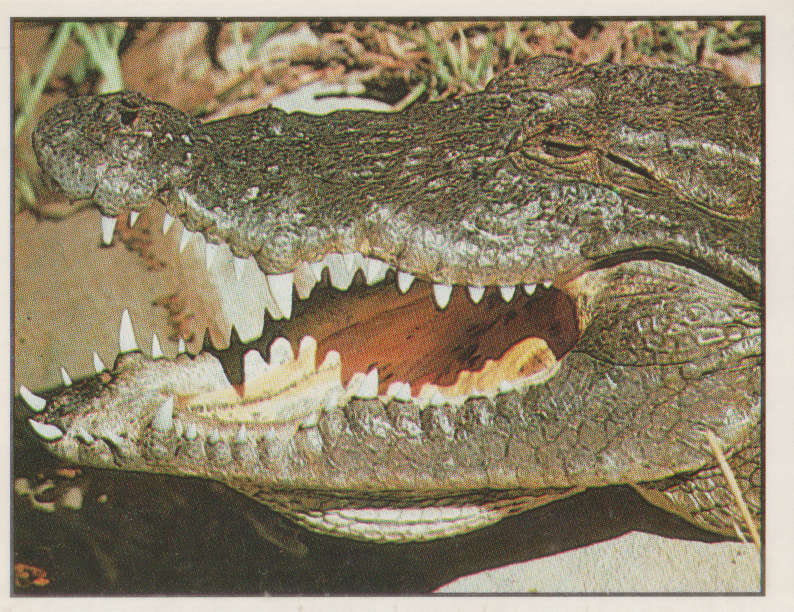 PANINI ANIMALS OF THE WORLD STICKER #76