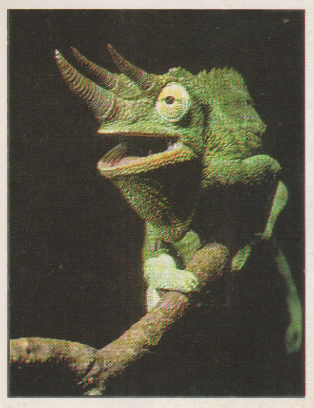 PANINI ANIMALS OF THE WORLD STICKER #77