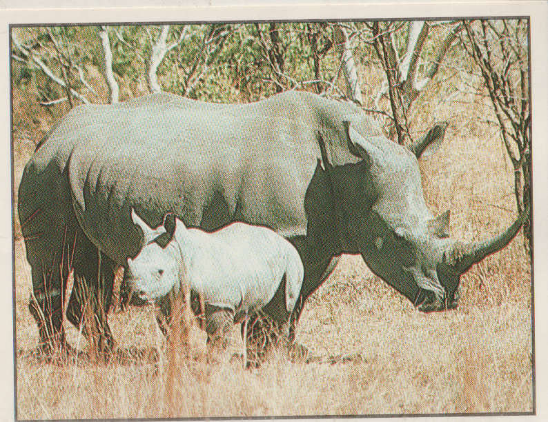 PANINI ANIMALS OF THE WORLD STICKER #78