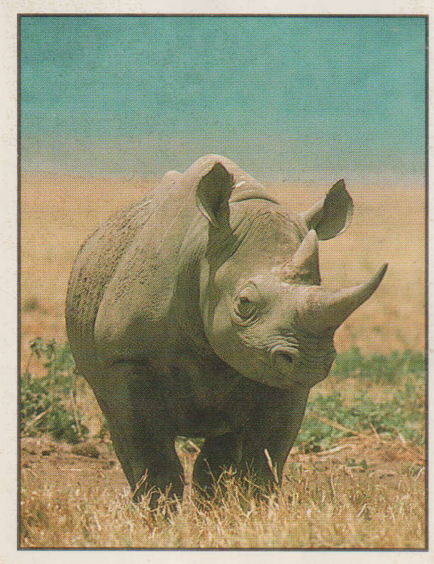 PANINI ANIMALS OF THE WORLD STICKER #79