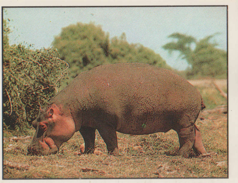 PANINI ANIMALS OF THE WORLD STICKER 80