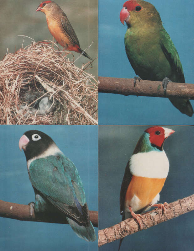 BIRDS SET OF 6 POST CARDS