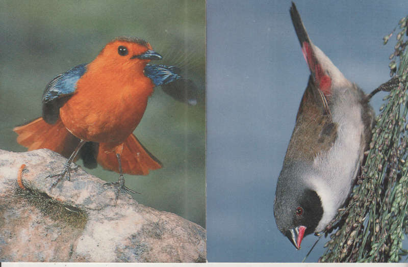 BIRDS SET OF 6 POST CARDS