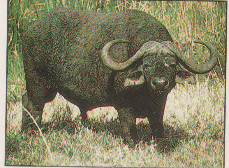 PANINI ANIMALS OF THE WORLD COLLECTABLE STICKER #81