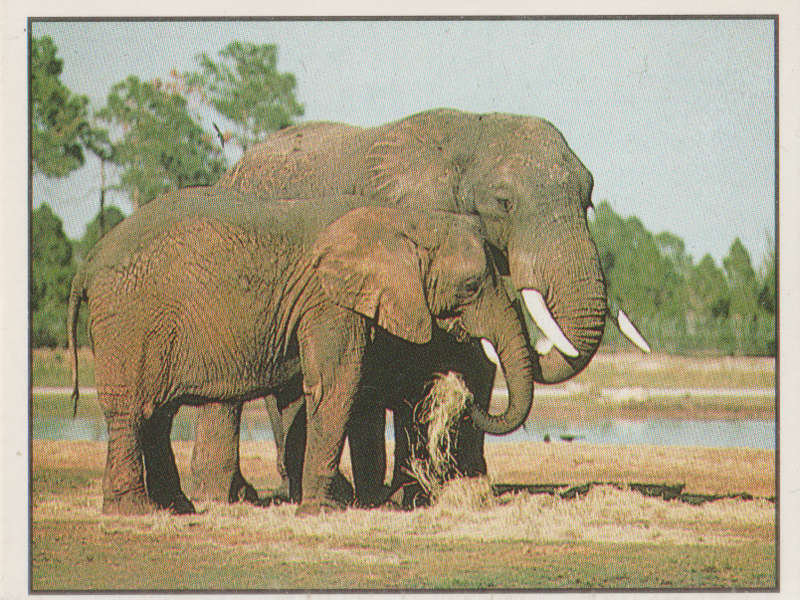 PANINI ANIMALS OF THE WORLD COLLECTABLE STICKER #82