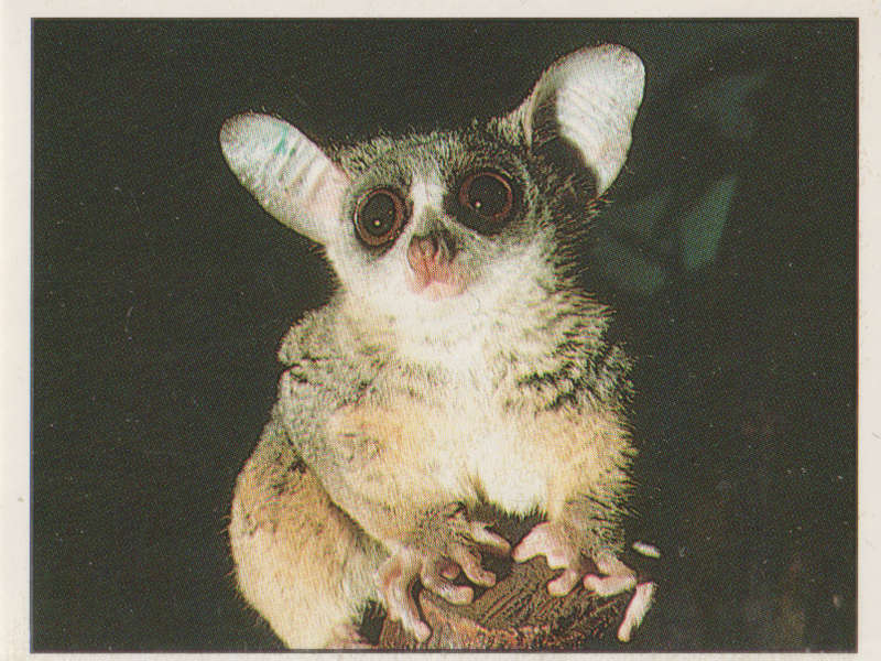PANINI ANIMALS OF THE WORLD COLLECTABLE STICKER #83