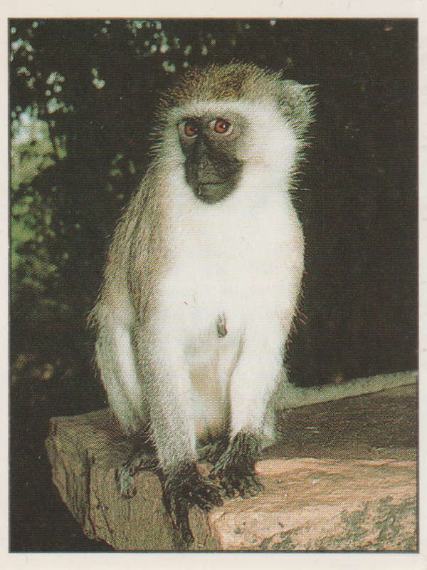 PANINI ANIMALS OF THE WORLD COLLECTABLE STICKER #84