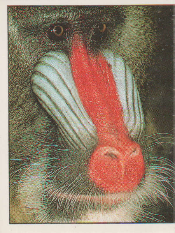 PANINI ANIMALS OF THE WORLD COLLECTABLE STICKER #86