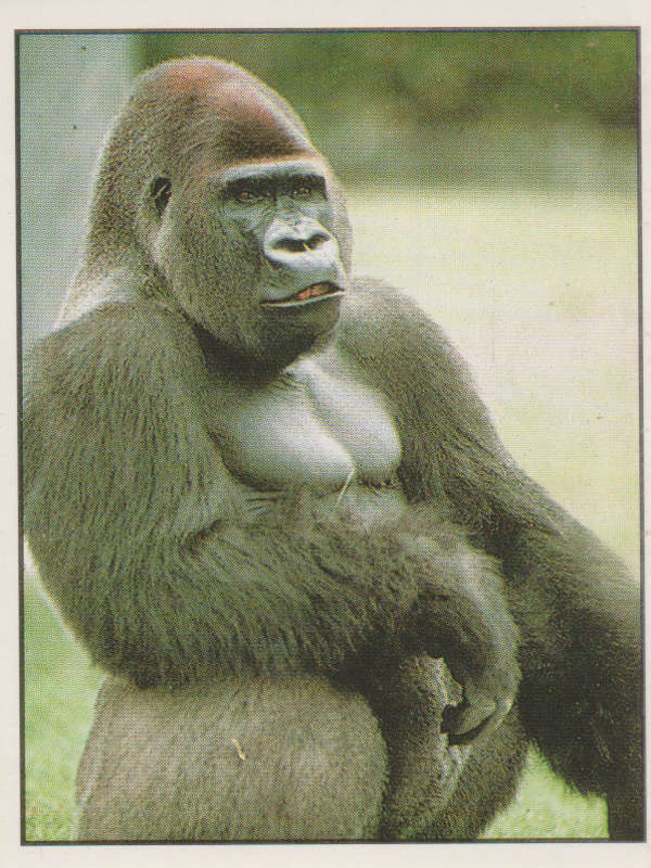 PANINI ANIMALS OF THE WORLD COLLECTABLE STICKER #87