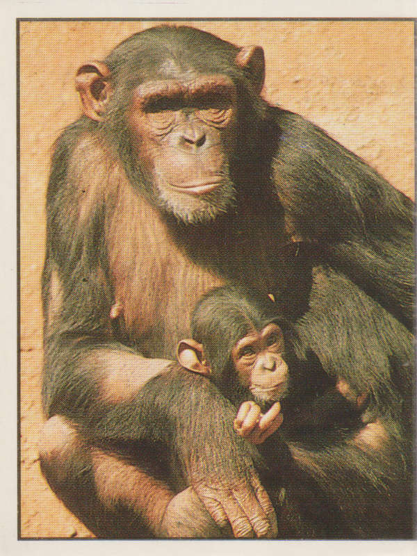PANINI ANIMALS OF THE WORLD COLLECTABLE STICKER #88