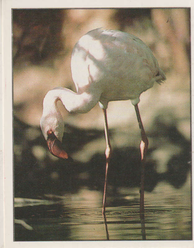 PANINI ANIMALS OF THE WORLD COLLECTABLE STICKER #91