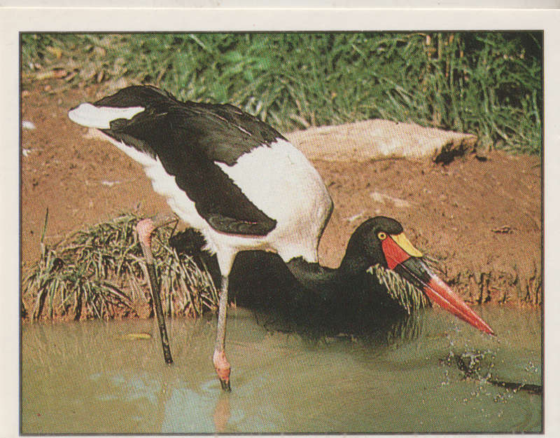 PANINI ANIMALS OF THE WORLD COLLECTABLE STICKER #92