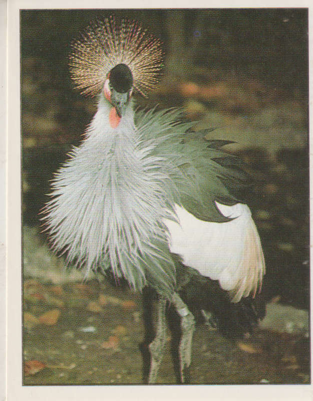 PANINI ANIMALS OF THE WORLD COLLECTABLE STICKER #93
