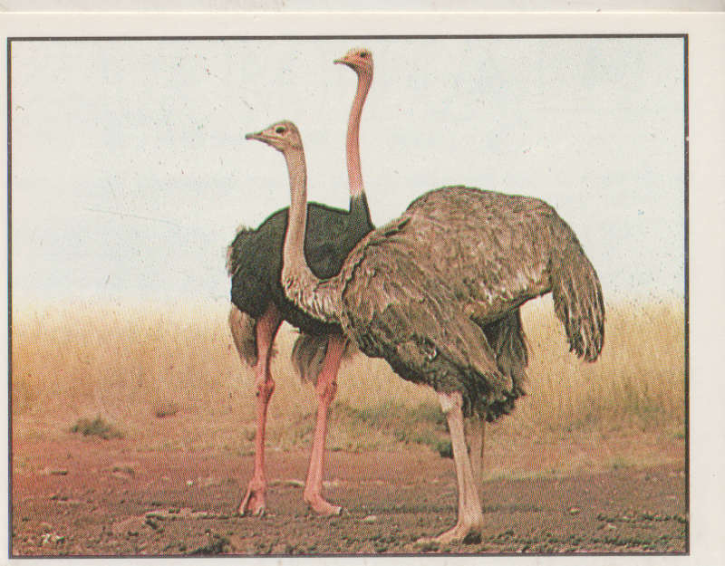 PANINI ANIMALS OF THE WORLD COLLECTABLE STICKER #94