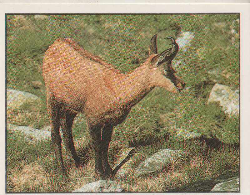 PANINI ANIMALS OF THE WORLD COLLECTABLE STICKER #95