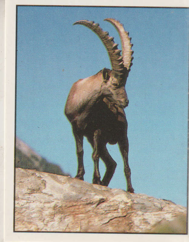 PANINI ANIMALS OF THE WORLD COLLECTABLE STICKER #96