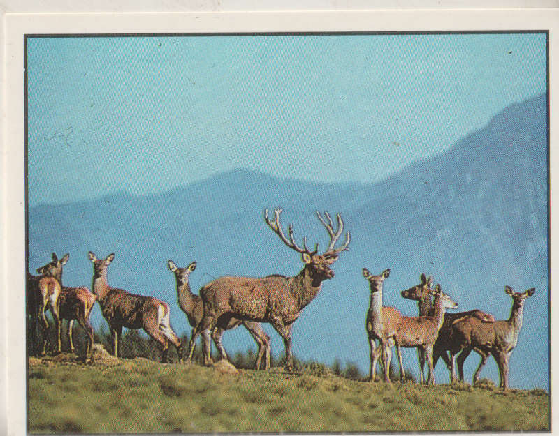 PANINI ANIMALS OF THE WORLD COLLECTABLE STICKER #97