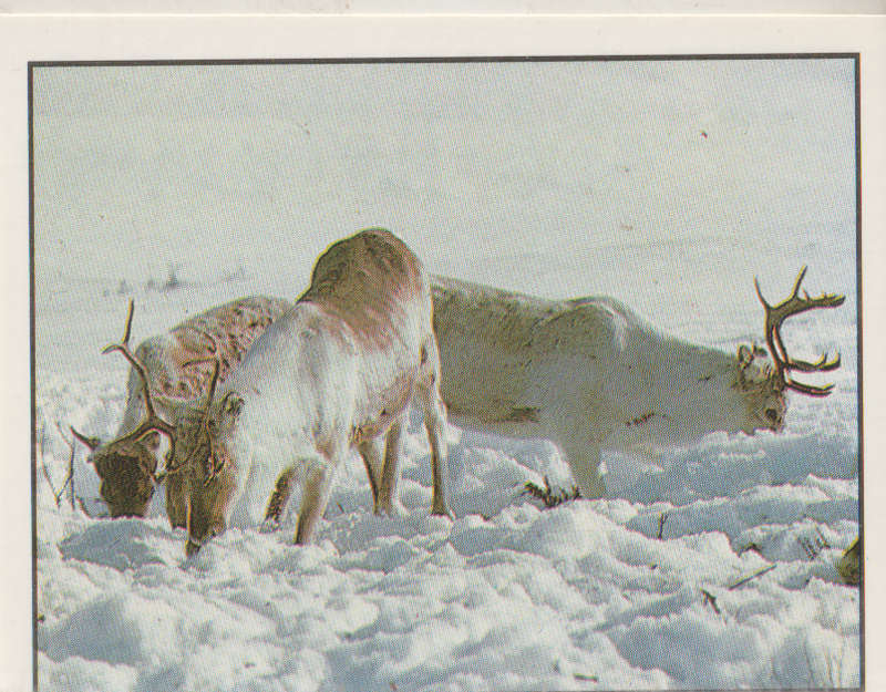 PANINI ANIMALS OF THE WORLD COLLECTABLE STICKER #98