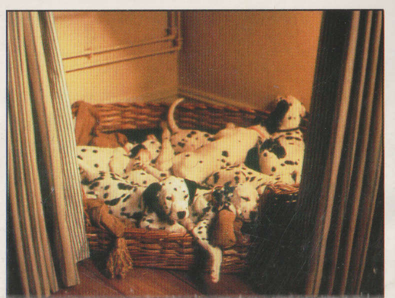 PANINI DISNEYS 101 DALMATIANS COLLECTABLE STICKERS #80