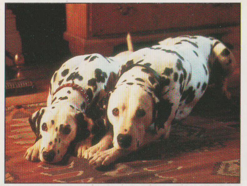 PANINI DISNEYS 101 DALMATIANS COLLECTABLE STICKERS #96