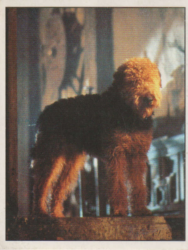 PANINI DISNEYS 101 DALMATIANS COLLECTABLE STICKERS #107