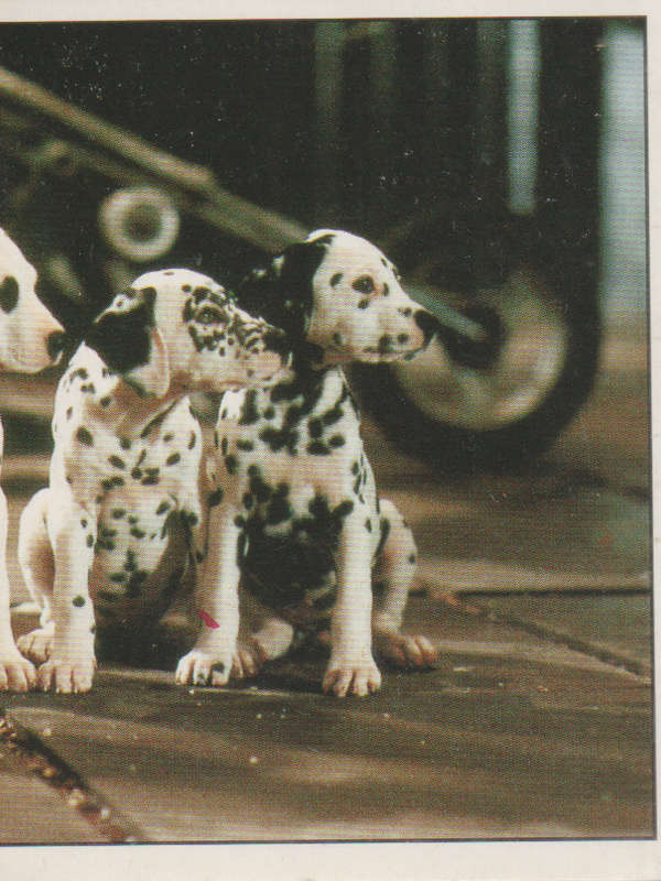 PANINI DISNEYS 101 DALMATIANS COLLECTABLE STICKERS #109