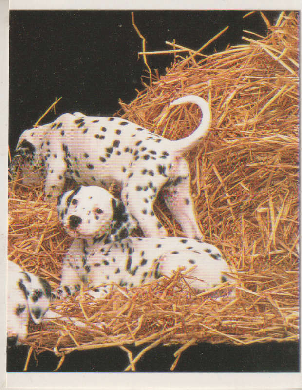 PANINI DISNEYS 101 DALMATIANS COLLECTABLE STICKERS #147