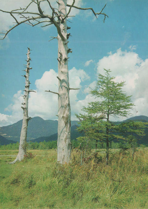 MINT POST CARD JAPAN