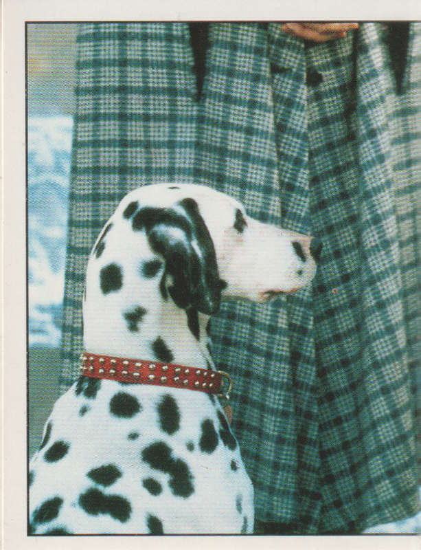 PANINI DISNEYS 101 DALMATIANS COLLECTABLE STICKERS #173