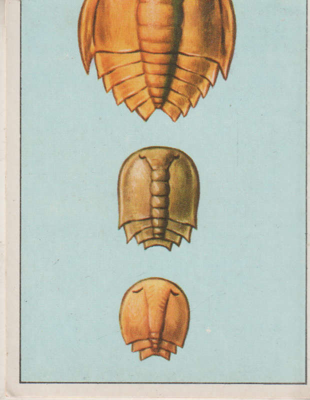 PANINI PREHISTORIC ANIMALS #19