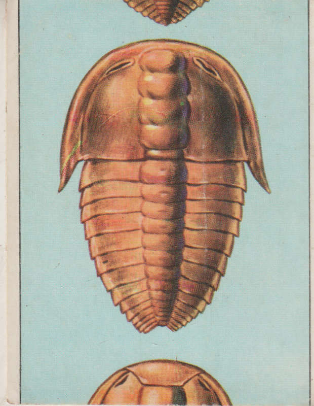 PANINI PREHISTORIC ANIMALS #20