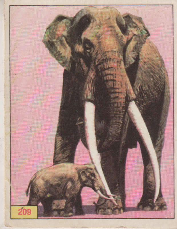 PANINI PREHISTORIC ANIMALS #209