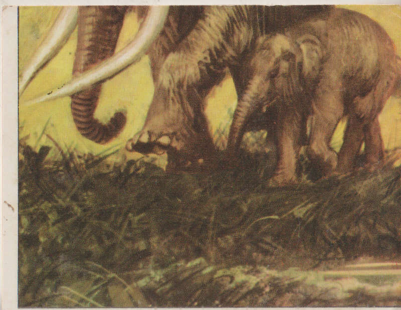 PANINI PREHISTORIC ANIMALS #269