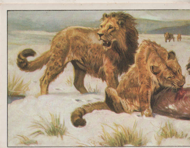 PANINI PREHISTORIC ANIMALS #298
