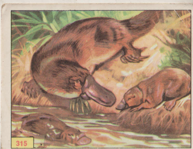 PANINI PREHISTORIC ANIMALS #315