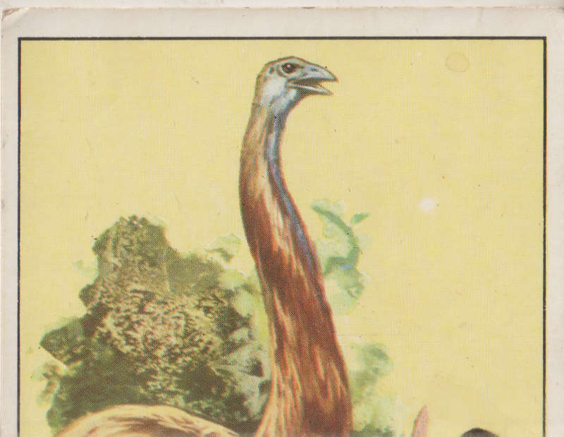 PANINI PREHISTORIC ANIMALS #333