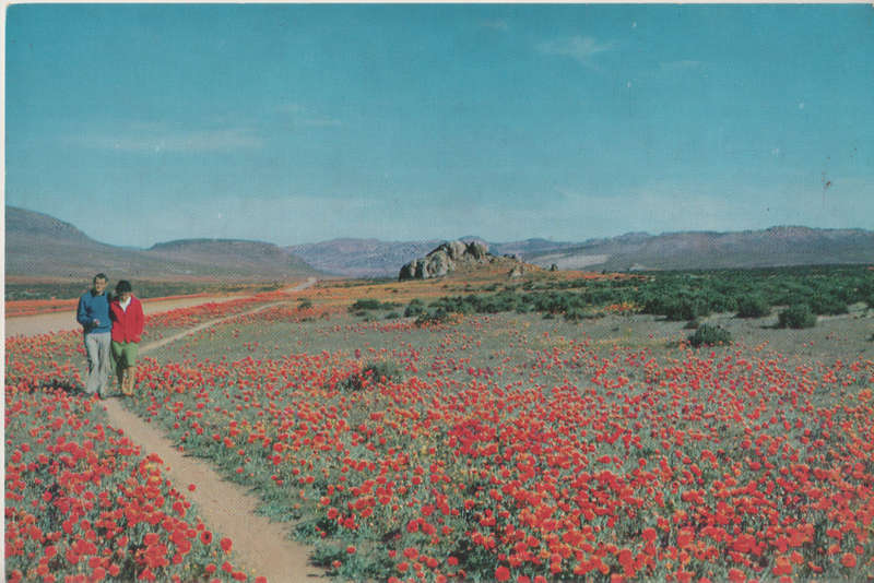 MINT POST CARD SA